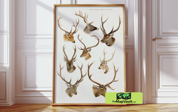 Deer Antique Animal Drawing – Authentic Reproduction for Art Collectors and Enthusiasts