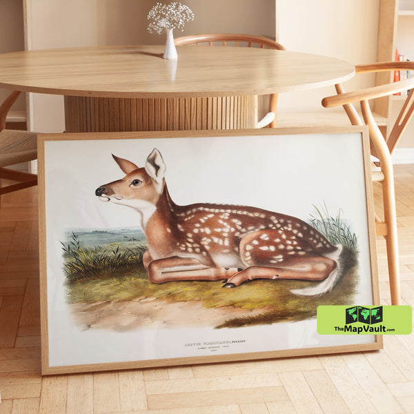 Virginia Deer Fawn Print - John James Audubon - 19th-Century Natural History Art