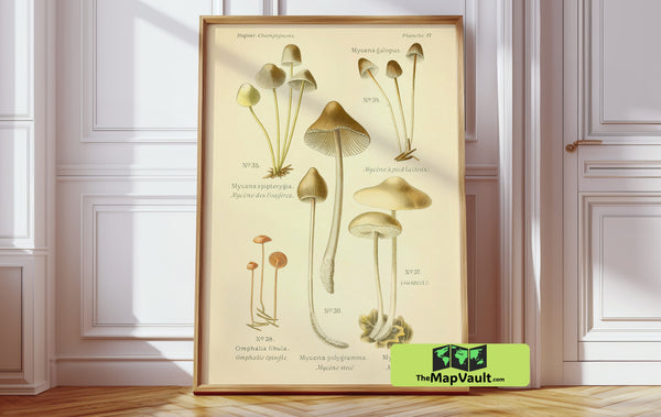 Mushroom & Floral Harmony 1955 Print – A Stunning Vintage Botanical Art Piece for Kitchen, Living, and Dining Spaces