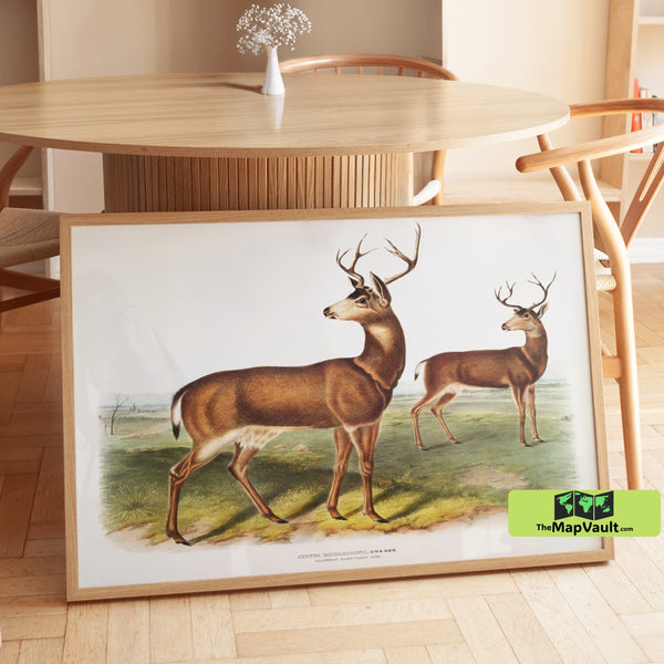 Columbian Black-Tailed Deer Print - John James Audubon - 19th-Century Wildlife Art