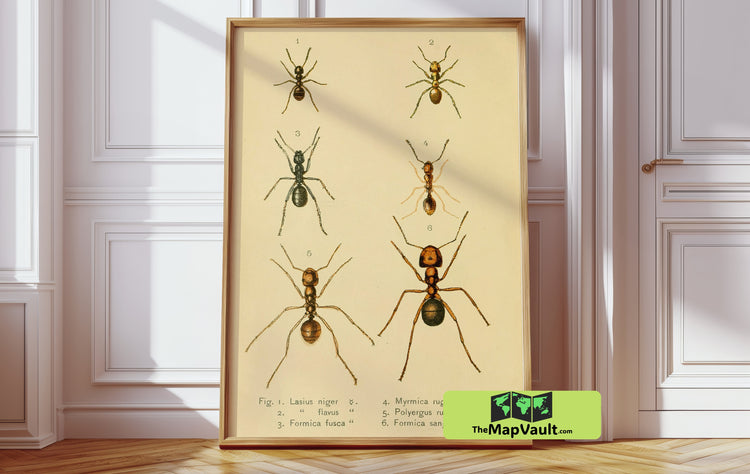 Ants Expedition 1940 Print - A Captivating Vintage Scientific Animal Chart for Inquisitive Natural History Lovers
