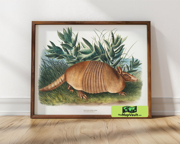 Nine-Banded Armadillo Print - John James Audubon - 19th-Century Natural History Art