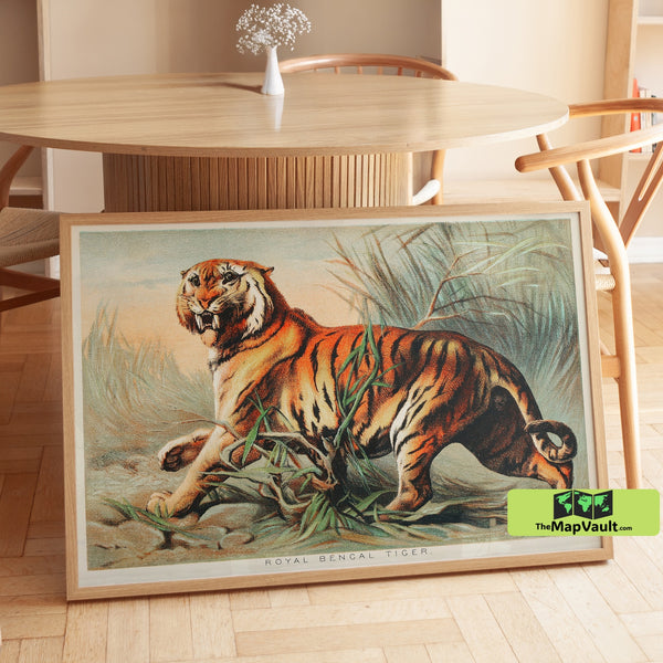 Royal Bengal Tiger Print - Vintage Wildlife Illustration - 19th-Century Big Cat Art