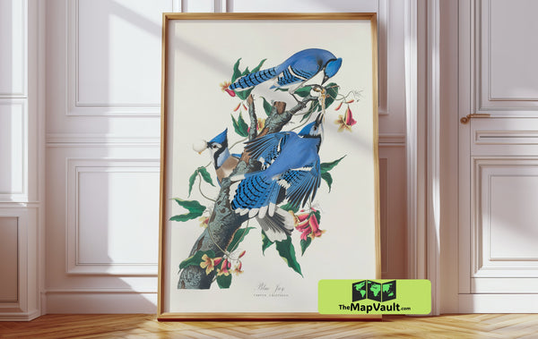 Blue Jay Antique Bird Drawing – Authentic Reproduction for Art Collectors and Enthusiasts