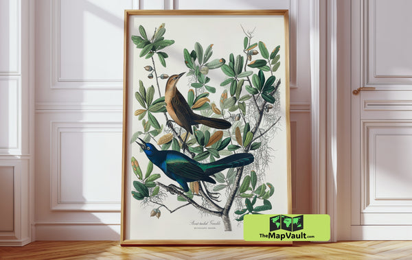 Boat-tailed Grackle Bird Drawing – Authentic Reproduction for Art Collectors and Enthusiasts