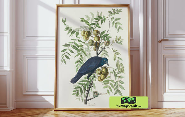 Crow Antique Bird Drawing – Authentic Reproduction for Art Collectors and Enthusiasts Now