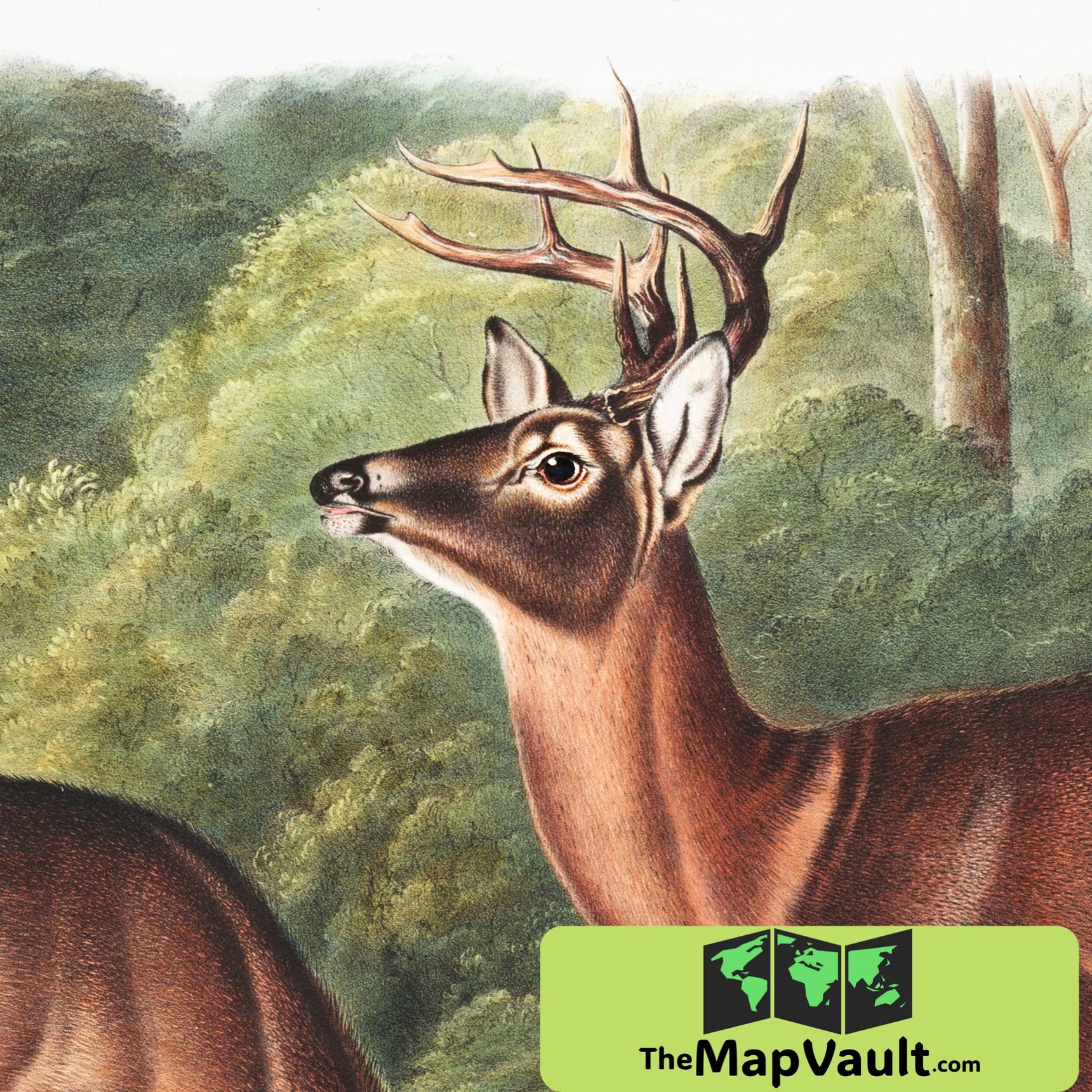 Virginian Deer Antique Print by John James Audubon – TheMapVault