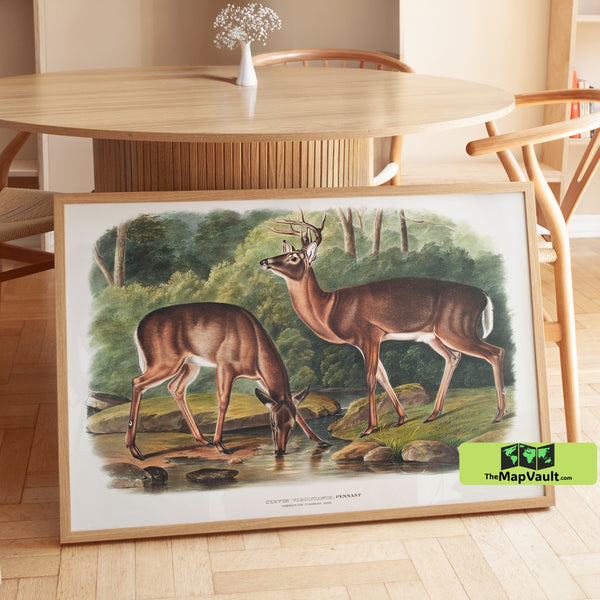 Virginian Deer Print - John James Audubon - Vintage 19th-Century Wildlife Natural History Illustration