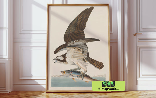 Fish Hawk Antique Bird Drawing – Authentic Reproduction for Art Collectors and Enthusiasts