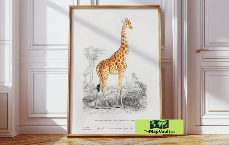 Giraffe Antique Animal Drawing Reproduction for Art Collectors and Enthusiasts