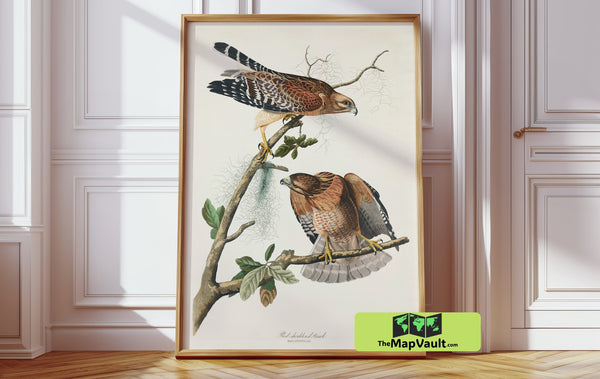 Hawk Antique Bird Drawing – Authentic Reproduction for Art Collectors and Enthusiasts Now