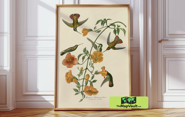 John James Audubon’s Mangrove Hummingbird – Elegant Antique Bird Print for Collectors