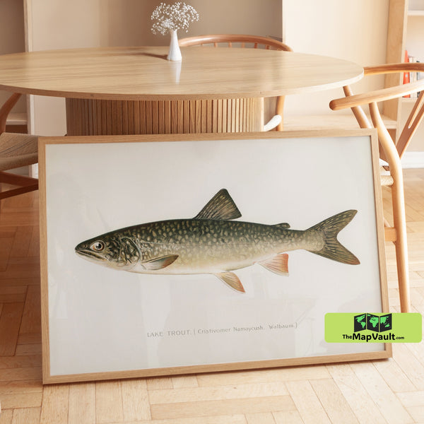 Lake Trout Fish Print - Vintage 19th-Century Scientific Illustration of Freshwater Trout