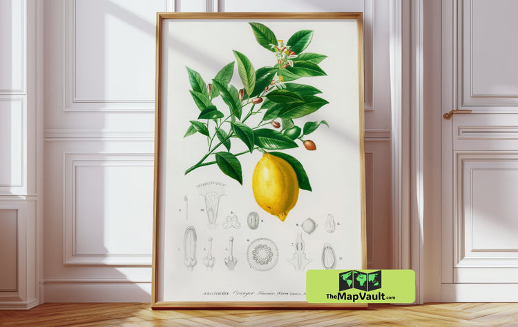 Citrus Limon Botanical Illustration - Antique Scientific Print - Vintage Lemon Study