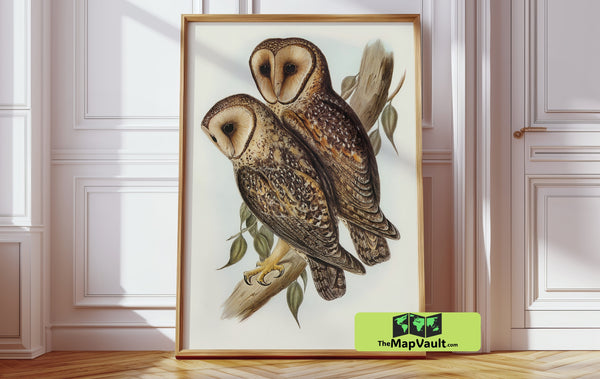 Masked Barn Owl - John Gould Vintage Ornithological Illustration - 19th-Century Scientific Bird Art