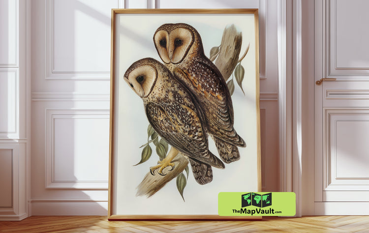 Masked Barn Owl - John Gould Vintage Ornithological Illustration - 19th-Century Scientific Bird Art