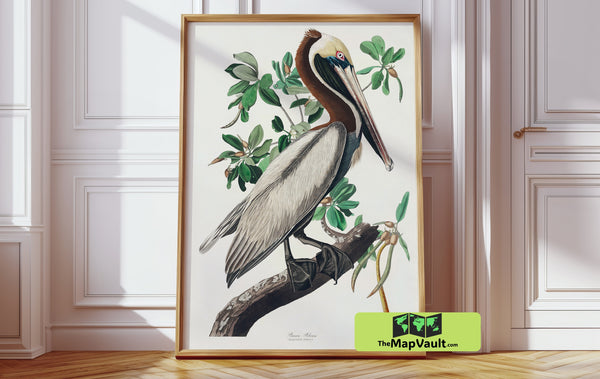 Brown Pelican - John James Audubon Antique Bird Illustration - 19th-Century Ornithological Naturalist Print