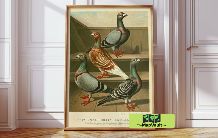 Antwerp Carrier Pigeons 1885 Print - A Captivating Ornithological Illustration for Avian Art Enthusiasts