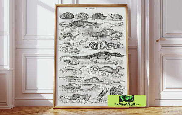 Reptile Collection Print - Antique Scientific Animal Study - Vintage Herpetology Illustration
