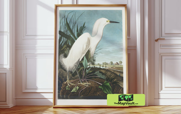 Snowy Heron - John James Audubon, Ornithological Illustration - 19th-Century Scientific Bird Art