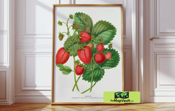 Strawberry Plant - Vintage Botanical Illustration - 19th-Century Scientific Fruit Study