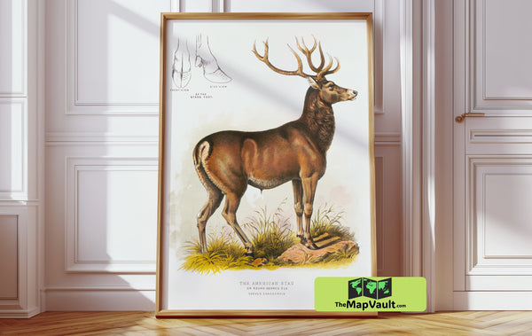 The American Stag (Cervus Canadensis) - Vintage Wildlife Illustration - 19th-Century Naturalist Art