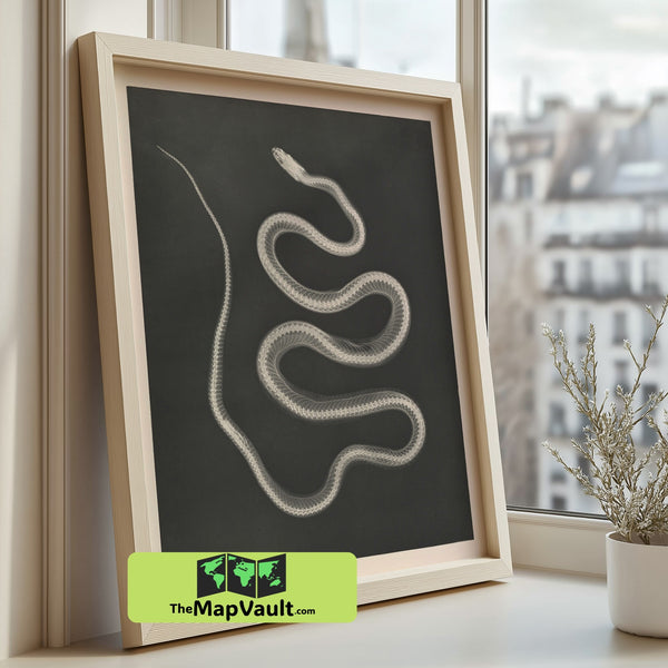 1933 Vintage Snake Photo Print – X-Ray Reptile Art Illustration for Science Enthusiasts Everywhere
