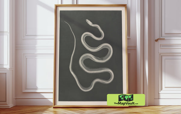 1933 Vintage Snake Photo Print – X-Ray Reptile Art Illustration for Science Enthusiasts Everywhere