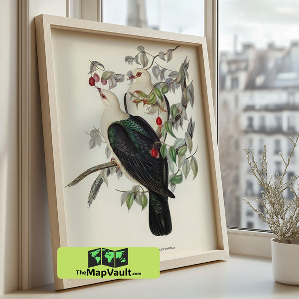 White-headed Fruit Pigeon - Vintage Ornithological Illustration - 19th-Century Exotic Bird Study