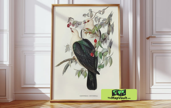 White-headed Fruit Pigeon - Vintage Ornithological Illustration - 19th-Century Exotic Bird Study
