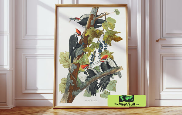 Pileated Woodpecker - Antique Bird Painting - Vintage Naturalist Ornithology Print