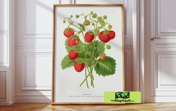 Strawberry Plant - Vintage Botanical Illustration - 19th-Century Scientific Fruit Study