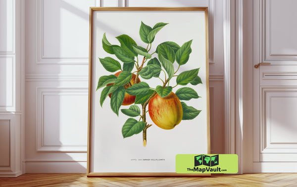 Cornish Gilliflower Apple - Vintage Botanical Illustration - 19th-Century Horticultural Art