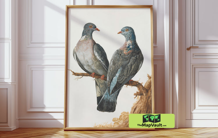 Common Wood Pigeons - Vintage Ornithological Illustration - 18th-Century Bird Study
