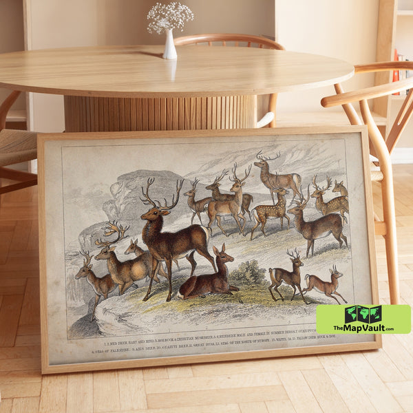 Majestic Red Deer and Stags in Mountain Landscape - Vintage 19th-Century Wildlife Print