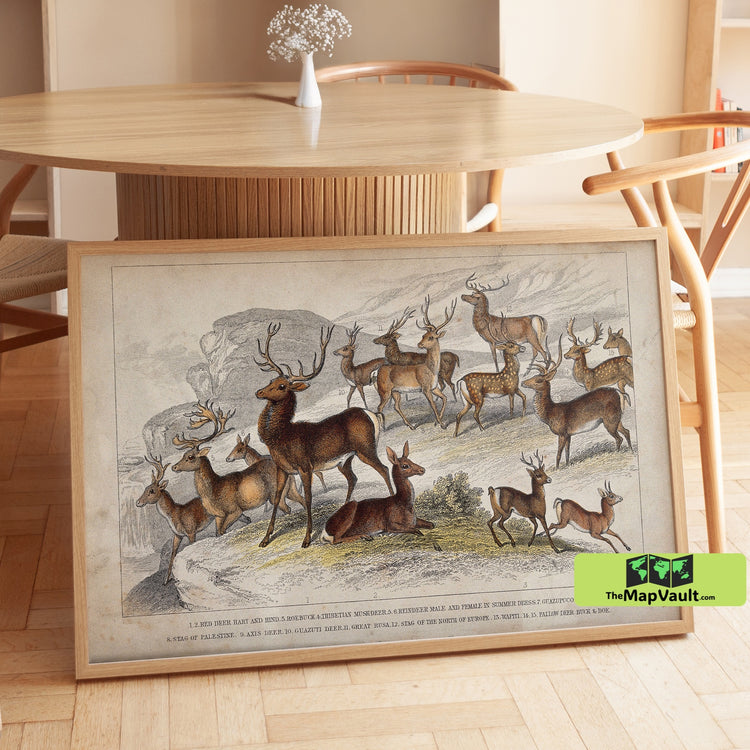Majestic Red Deer and Stags in Mountain Landscape - Vintage 19th-Century Wildlife Print