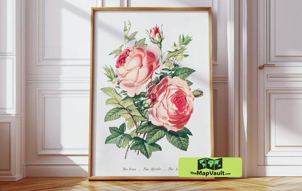 Floral Botanical Illustration - The Rose, The Myrtle, The Ivy - Vintage 19th-Century Flower Print
