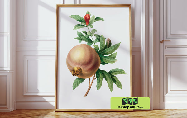 Pomegranate Botanical Illustration - Vintage 19th-Century Natural History Art