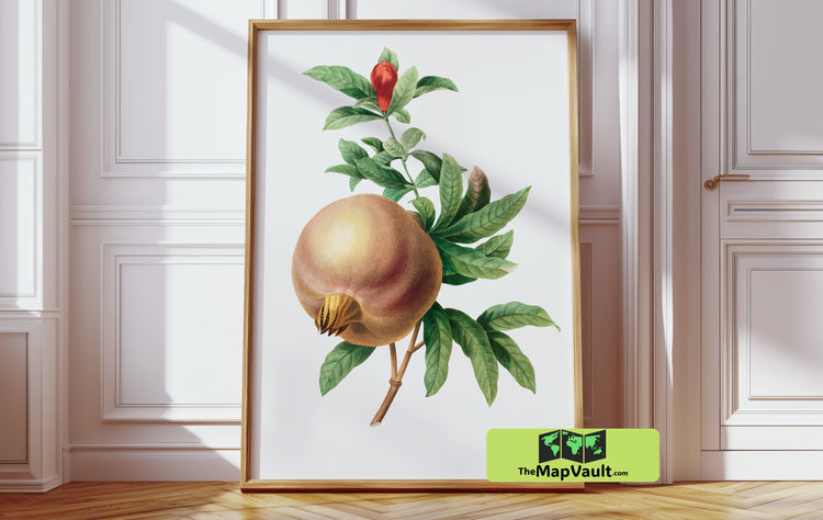 Pomegranate Botanical Illustration - Vintage 19th-Century Natural History Art