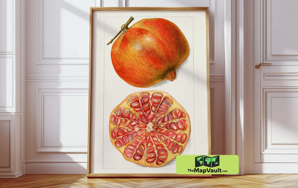 Pomegranate Cross-Section - Scientific Botanical Illustration - Vintage Fruit Study