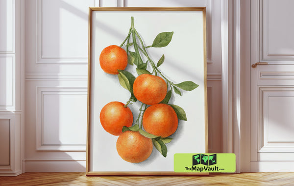 Mandarin Orange Botanical Illustration - Vintage Scientific Fruit Study