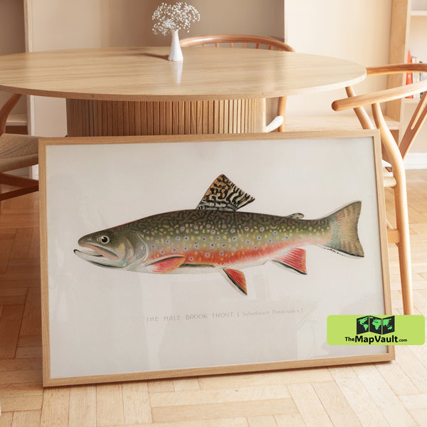 Male Brook Trout Print - Vintage Fishing Illustration - 19th-Century Natural History Art