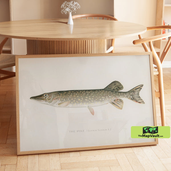Northern Pike Fish Print - Vintage Fishing Illustration - 19th-Century Natural History Art