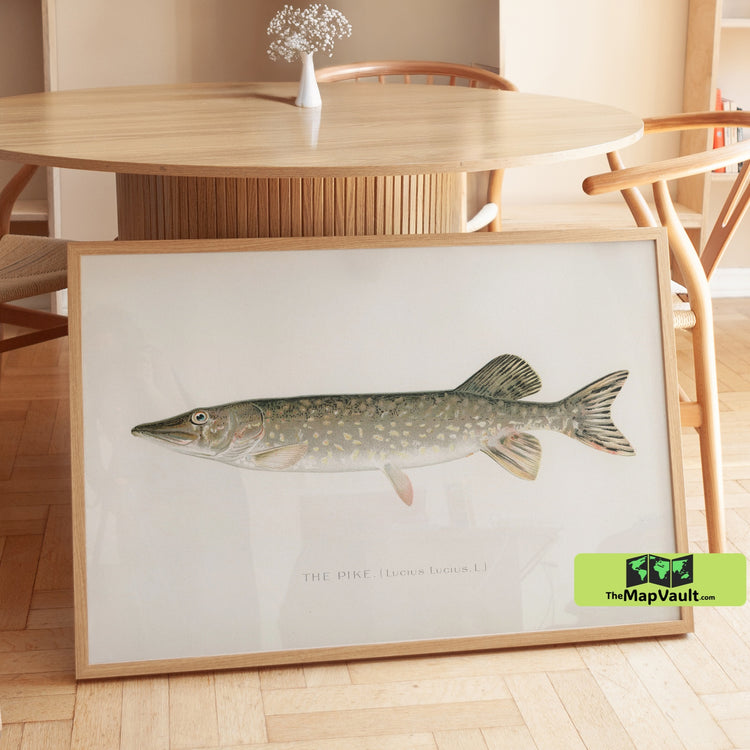 Northern Pike Fish Print - Vintage Fishing Illustration - 19th-Century Natural History Art