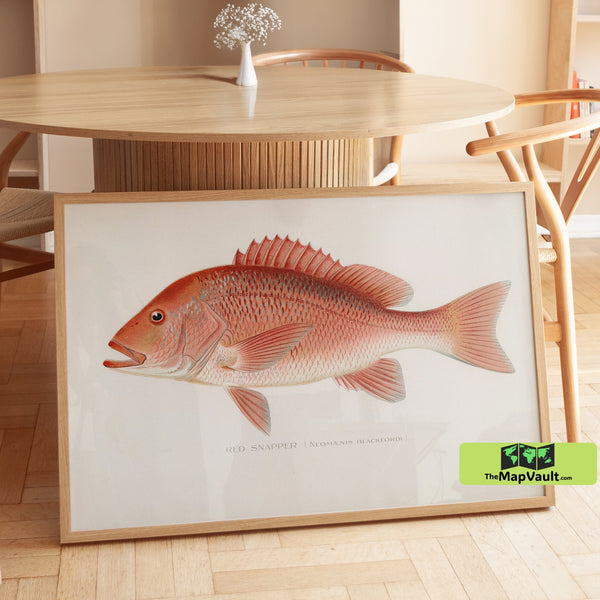 Red Snapper Scientific Print - Neomaenis Blackfordi - Vintage 19th-Century Marine Illustration