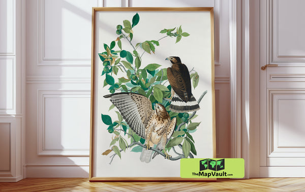 John James Audubon’s Red-Shouldered Hawk – Dramatic Vintage Bird of Prey Print