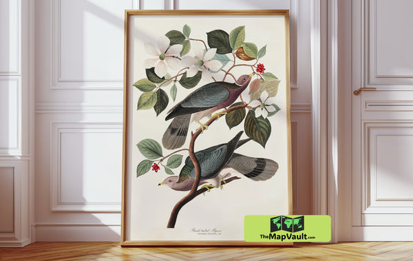 John James Audubon’s Band-Tailed Pigeon – Classic Ornithology Art for Collectors