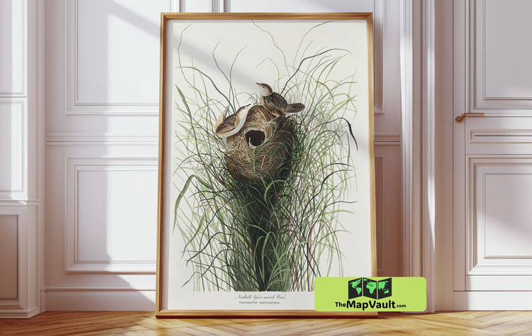 John James Audubon Marsh Wren Illustration - 19th Century Ornithological Art Print