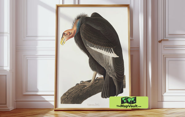 John James Audubon’s California Condor – Majestic Bird of Prey Illustration for Collectors