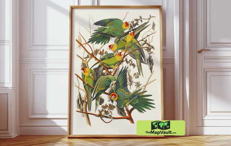 John James Audubon’s Carolina Parakeet - Rare Historic Bird Illustration for Collectors